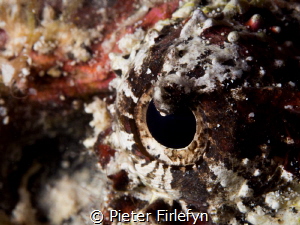 eye of the stonefish by Pieter Firlefyn 